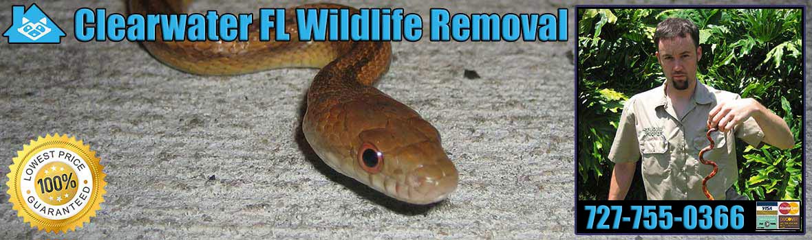 Belleair Pest Animal